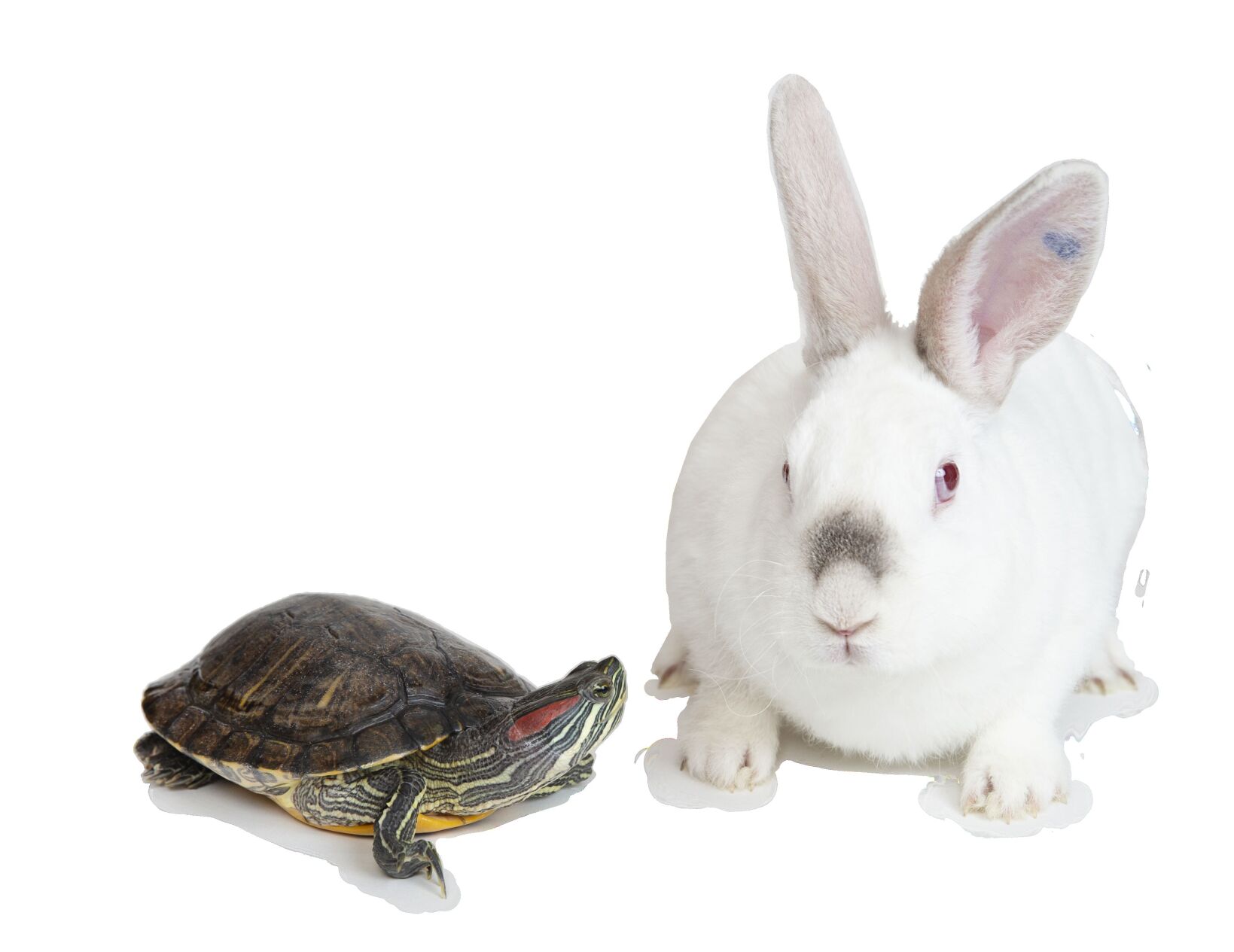 2021.03.25_Dierbeck_FE_Pets_HAWS-Final_3.1 copy.psd